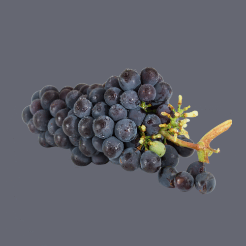 Grapes Black Imported, Bag | 600g