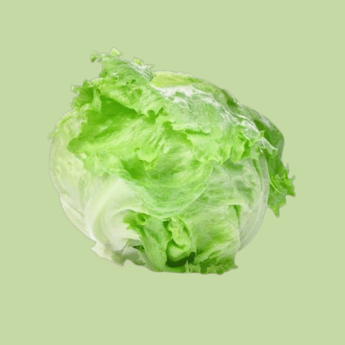 Fresh Lettuce Iceberg