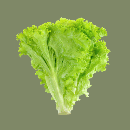Fresh Lettuce Fancy Lollo Biondi